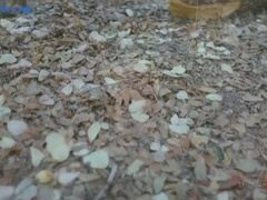 Orgasmic Firebreath The Brotherhood - 5