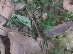 Sugarcane field land shook outdoor sex Hindi sex Indian