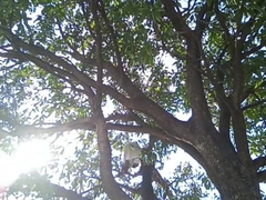 Thick Mango steamy man indian