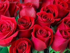 Gay porn, mature, friends in bed