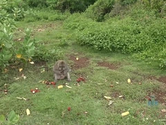 Plage, Petite amie, Fille latino, Culottes ou slips, Piercing, Piscine, Chatte, Dénudage