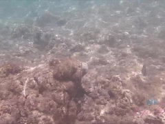 ビキニ, 茶髪の, 露出狂, 彼女, オーガズム, アウトドア, オッパイの, のぞき