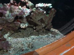 Arsch, Bad, Strand, Nackt, Öffentlich, Muschi, Rasiert, Titten