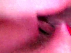 Amateur, Britannique, Classique, Cocu