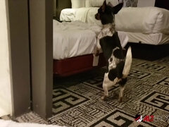 舞台裏, デカチン, 茶髪の, 気狂い, ハードコア, 小柄, オマンコ, オッパイの