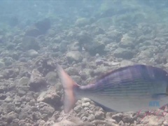 Strand, Bikini, Braunhaarige, Fingern, Küssen, Pov, Muschi, Rasiert