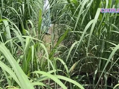 Sexy Komal Gets Wild in Sugarcane Field - Desi Bhabhi Fucked Hard Doggystyle Outdoor