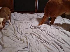 素人, ビキニ, ブロンド, 中出し, ハードコア, 淫乱熟女, スインガー, 妻