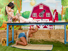 In den arsch, Grosse titten, Pummelig, Kehlenfick, Schwarz, Transfrau, Strapon, Flotter dreier