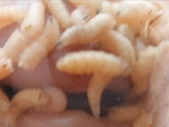 Bondage domination sadisme masochisme, Bizarre, Fétiche, Mamie, Insertion, Mature, Mère que j'aimerais baiser, Douleur