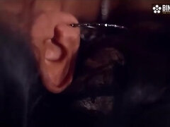 Grosser arsch, Blasen, Spermaladung, Hardcore, Indisch, Muschi, Student, Nass