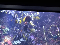 素人, フェラチオ, 足, 彼女, ハメ撮り, オマンコ, ガリガリ, タトゥー