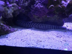 Leie, Kleid, Absätze, Jeans, Piercing, Pov, Muschi, Titten