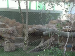 Salle de bains, Noire, Petite amie, Piercing, Pov, Chatte, Rasée, Nénés