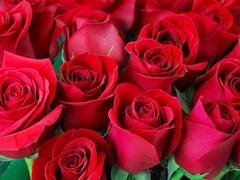 お尻, デカ尻, ゲイ, 熟年