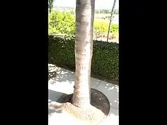 Американки, Анальный секс, Азиатки, Кончили внутрь, Огромные размеры, Лизание жопы, Молоденькие, Сиськи