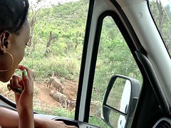 Cute ebony girlfriend gives head on deep African road safari in POV