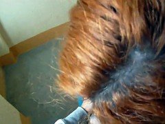 Pov, Rousse roux, Voyeur