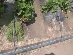 Любители, Брюнетки, Ферма, Хд, На природе, Пирсинг, Тощие, Сиськи