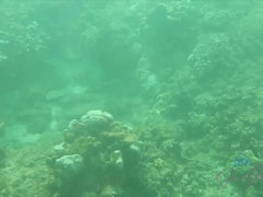 Пляж, Бикини, Блондинки, На природе, От первого лица, На публике, Киски, Влажная