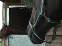 Большие сиськи, Грудастые, Собачьи, Фетиш, Огромные размеры, Милф, Жесткий секс, Сиськи