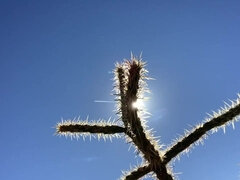 Enthousiasteling, Kont, Grote mammen, Rondborstig, Stel, Buiten, Zuigen, Tieten likken