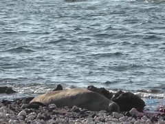 Любители, Пляж, Бикини, Блондинки, Крошечные, От первого лица, Киски, Подглядывание