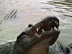 Lovely badass babes visited cranky crocs