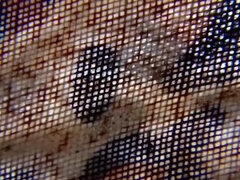 Amateur, Gros cul, Blonde, Faciale, Orgasme, De plein air, Pov, Serré