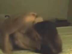Grosse titten, Blasen, Braunhaarige, Kompilation, Schwarz, Frau, Milf, Pov