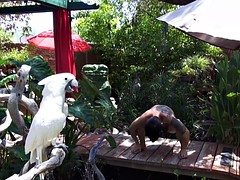 Homosexuelle, Japonaise, Masturbation, De plein air, Douche, Solo, Tatouage