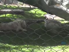 Любители, Большая жопа, Брюнетки, Хд, Белье, От первого лица, Душ, Курящие