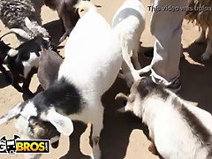 Asiatisch, Grosse titten, Gruppe, Riesig, Lesbisch, Natürlichen titten, Pornostars, Titten