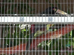 素人, 茶髪の, 彼女, 毛深い, 小柄, オマンコ, タトゥー, オッパイの