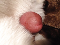 FOX AND BEAVER FUR CUM