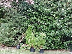 Gardener dad moving plants, then takes a break for a smoke