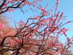 Horny Asian gay guys in Amazing 69, handjob JAV video