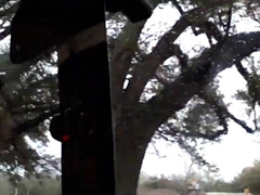 Bear Jerking Off Roadside After Class