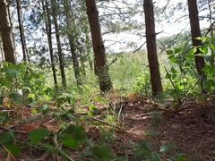 I enjoy nature and masturbate my dick.