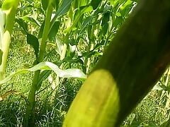 I am fucking myself by eggplant