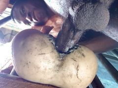 Amateur big ass is too tight make me cum fast that I did not expect
