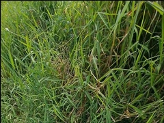 uncircumcised guy WS comp, guzzle, piss on humid cutoffs, outdoors