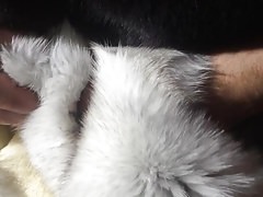 Fox fur masturbation and cum on fur - fur fetish - fur sex