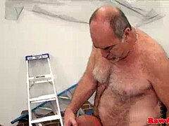 Silver wolf smashes teddyded bear humid