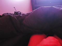 Young stud cock