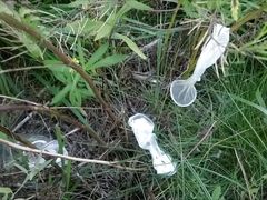 Used condoms