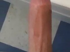 Showing my Algerian Cock