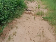 Fucks in the forest video