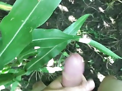 Whacking it off in a corn field