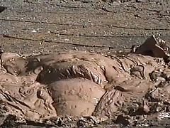 Ass Waves in Mud